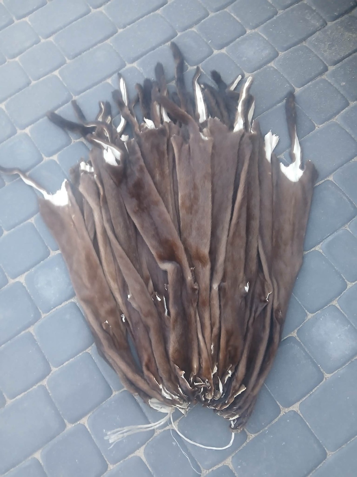 一百多张水貂皮
